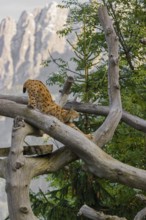 One Eurasian lynx, (Lynx lynx), doing some stretching high up on a dead tree. Side view with