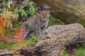 One Eurasian lynx, (Lynx lynx), stands with its front paws perched on a lying tree trunk, looking