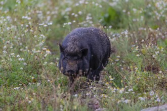 One Minipig, Sus scrofa domesticus, standing in a flowering meadow