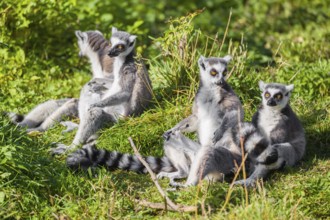 Four ring-tailed lemurs (Lemur catta) sit in the green, tall grass and preen each other