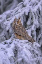 Long-eared owl (Asio otus), sitting on a spruce branch covered with snow and hoarfrost in a winter