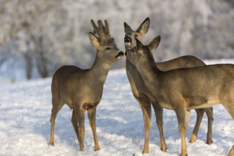 Triumvirat. Two female and one male Roe Deer, (Capreolus capreolus), standing on a snowy meadow,