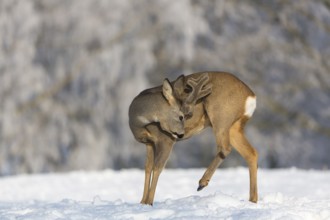 One male Roe Deer, (Capreolus capreolus), grooming himself standing on a snowy meadow. Snow covered