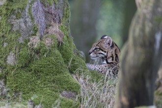 One female Ocelot, Leopardus pardalis, headshot portrait between two mossy trees