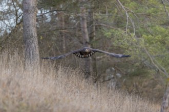 One white-tailed eagle (Haliaeetus albicilla) flying off of a pine tree standing in dry grass on