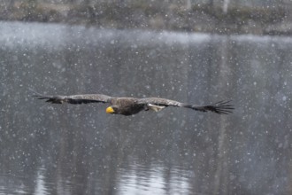 One young Steller's sea eagle (Haliaeetus pelagicus) flying over a lake while snow is falling. A