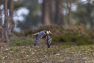 One female red-footed falcon (Falco vespertinus) flying at the edge of a forest. Green vegetation