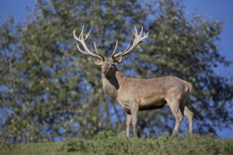 Red Deer stag at the rutting season. With trees in background