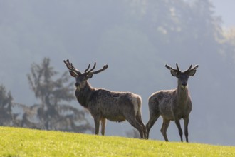 2 Red Deer stags, Cervus elaphus, early morning, backlight, 2 male. Fog in background