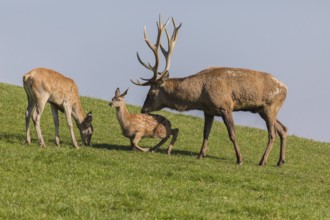 One Red Deer stag (Cervus elaphus) at the rutting season, standing on a green meadow. Some doe