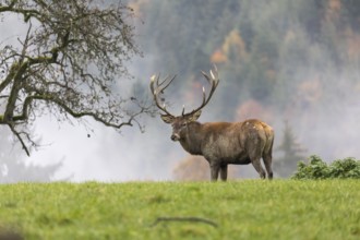 Red Deer buck at the end of the rutting season