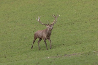 One Red Deer stag (Cervus elaphus) at the rutting season chasing away a young rival