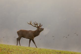 One Red Deer stag (Cervus elaphus) in rutting season, standing calling on a green meadow. A forest