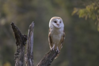 One barn owl (Tyto alba) sitting on top of a tree stump. A green forest in the distant background