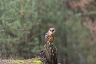 One barn owl (Tyto alba) perched on a dead tree stump in a forest. Green vegetation in the