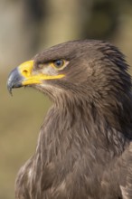 Portrait of Aquila nipalensis, steppe eagle, in late light with green background