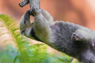 One southern tamandua (Tamandua tetradactyla), climbs in an artistic way in a tree in a forest