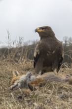 One steppe eagle, Aquila nipalensis, feeding on a carcass of a red fox. Trees and grass in the