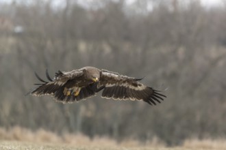 One steppe eagle, Aquila nipalensis, flying over a meadow. Trees in the background