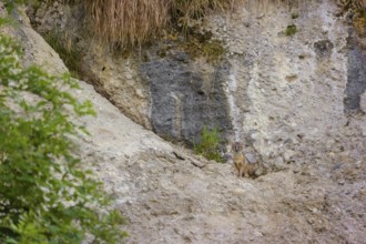 A Corsican fox (Vulpes corsac) standing on a ledge in a rock face