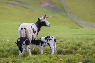 A female Jacob sheep (Ovis ammon F. aries) with two lambs