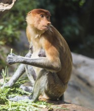 Proboscis monkey in a zoo in Malaysia