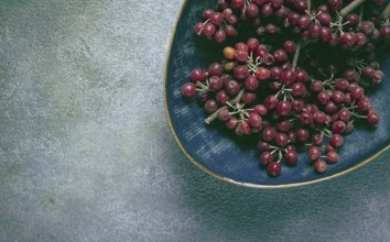 Shtoshi berry, Shepherd's pie, a hybrid of sea buckthorn and barberry, top view, no people