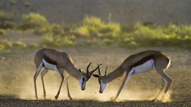 Springbok (Antidorcas marsupialis) scuffling in first light Kalahari South Africa