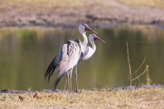 Africa, Botswana, Wattled Crane, Grus carunculatus, Botywana, Africa