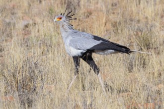 Secretary bird (Sagittarius serpentarius), S, Mountain Zebra National Park, Cradock, Western Cape,