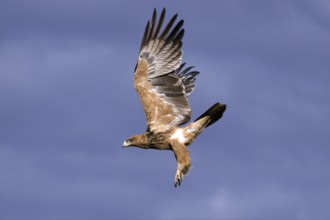 Predatory eagle (Aquila rapax) flying in the Kalahari South Africa