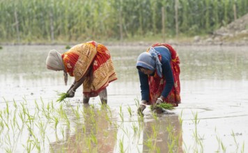 Morigaon, India. 20 February 2024. Women plant rice saplings in a paddy field on February 20, 2024