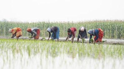 Morigaon, India. 20 February 2024. Women plant rice saplings in a paddy field on February 20, 2024