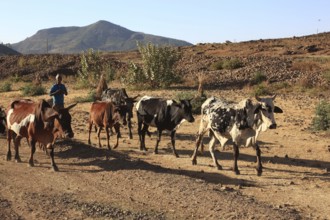 Cows running back to their stables, landscape near Axum, Aksum, Ethiopia, Africa