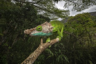 Oshaugnessi chameleon male (Calumma OPshaughnessyi) in the rainforests of Ranomafana National Park