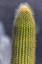 2016, Guatiza, Lanzarote, Jardin de Cactus by Cesar Manrique, ESP, Spain, Canary Islands, Canary