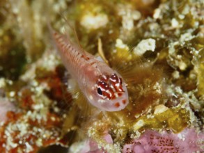 Portrait of a small red fish with fine details and expressive eyes, hairfin dwarf goby (Eviota