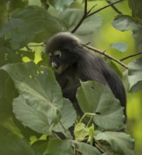 Dusky leaf monkey (Trachypithecus obscurus), Kaeng Krachan National Park, Phetchaburi Province,