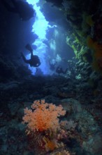 Divers explore an underwater cave with Hemprich's Tree Coral (Dendronephthya hemprichi) in the blue