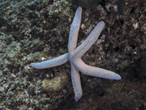 Blue starfish (blue Linckia laevigata) on rocky ground in the sea, dive site Pidada, Penyapangan,