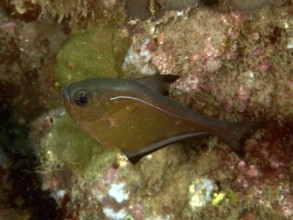 A brown hatchetfish (Pempheris adusta), bony fish, with a white line swimming in the tropical sea,