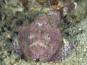 A humpback scorpionfish (Scorpaenopsis diabolus) lying on a rocky seabed, dive site Pidada,