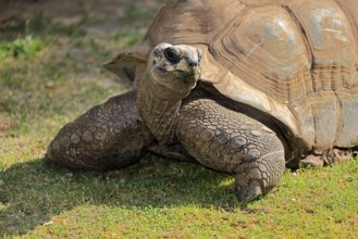 Aldabra giant tortoise (Aldabrachelys gigantea), adult, portrait, foraging, Seychelles, Africa