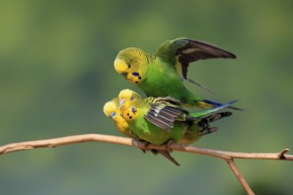 Budgerigar (Melopsittacus undulatus), adult, group, three, male, female, perch, mating, social