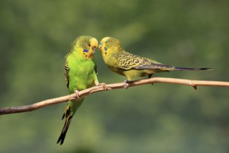 Budgerigar (Melopsittacus undulatus), adult, pair, male, female, two, in perch, courtship, social