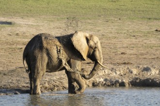 Elephant bull, Loxodonta africana, male adult animal is blowing mud on his body in a waterhole.