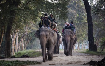 Tourists ride elephants during a safari at Kaziranga National Park on December 5, 2024 in