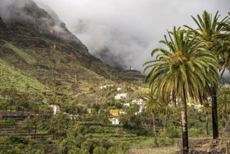 Cultural landscape with palm trees in Valle Gran Rey, La Gomera, Canary Islands, Spain, Europe