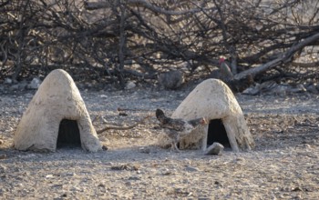 Chickens with small mud huts, traditional Himba village, Kaokoveld, Kunene, Namibia, Africa