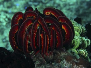 Bennett's hairstar (Anneissia bennetti) in a luminous underwater world, dive site Twin Reef,